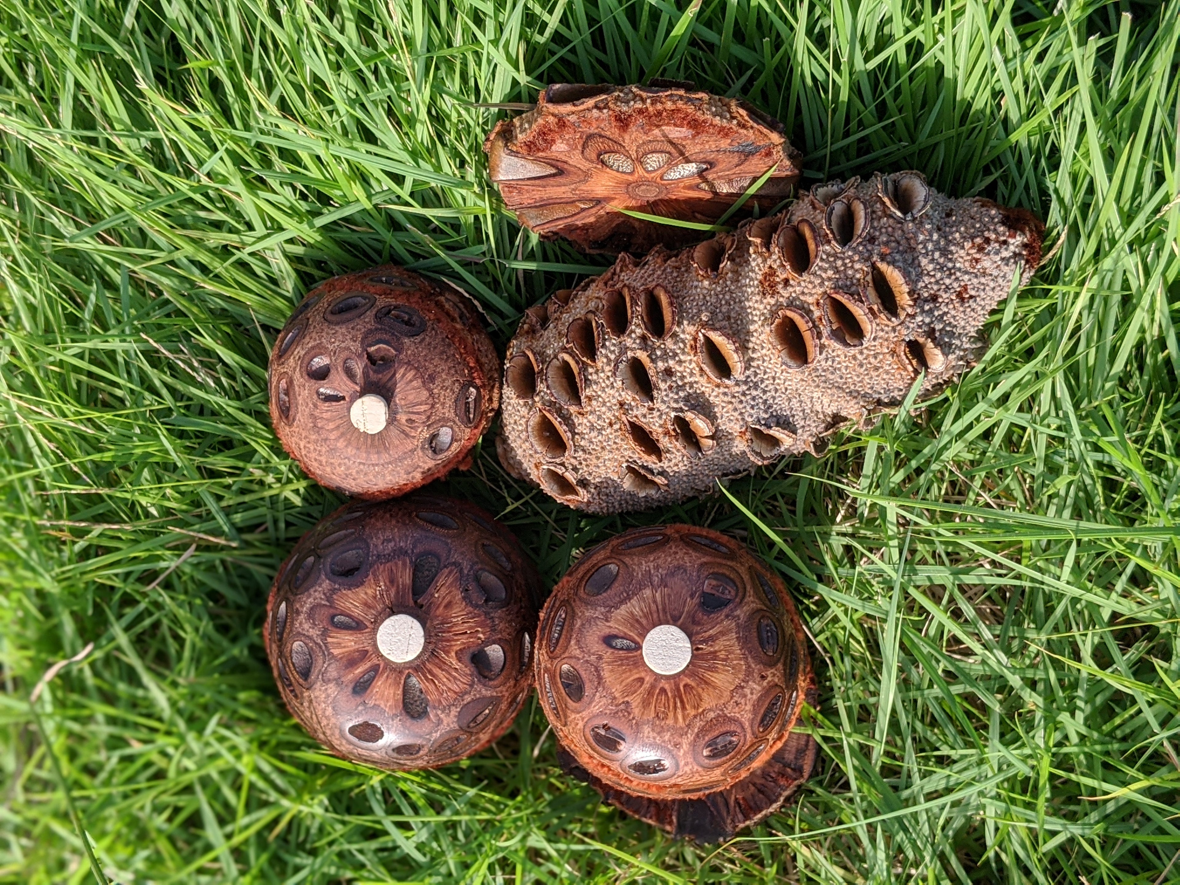 Medium Banksia Diffuser Pod